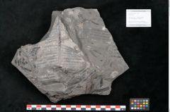 Foto (Objekt + Etikett) von Plantae indet.  (NHMW-GEO-2024-0188-11382)